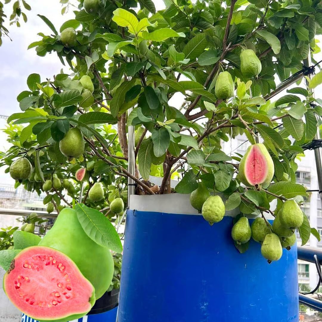 🔥Tropical Guava Growing Kit for Pots & Gardens