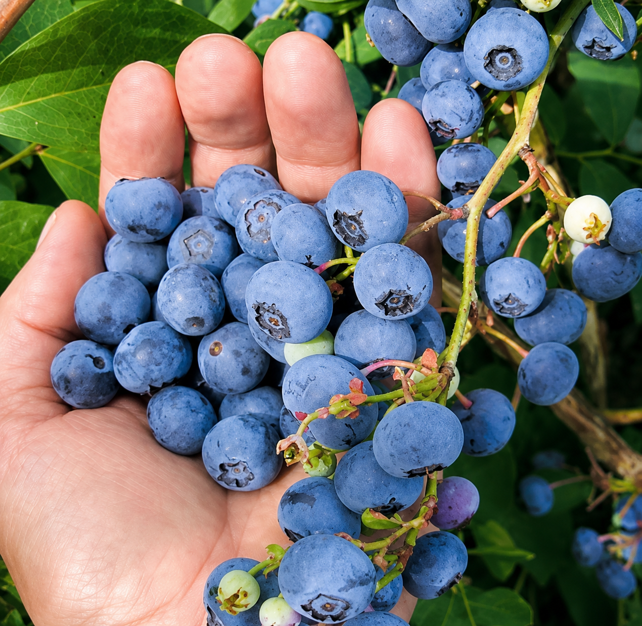 🔥King of Berries - Giant Blueberry Fruit Seeds - Four Seasons Plants🤤