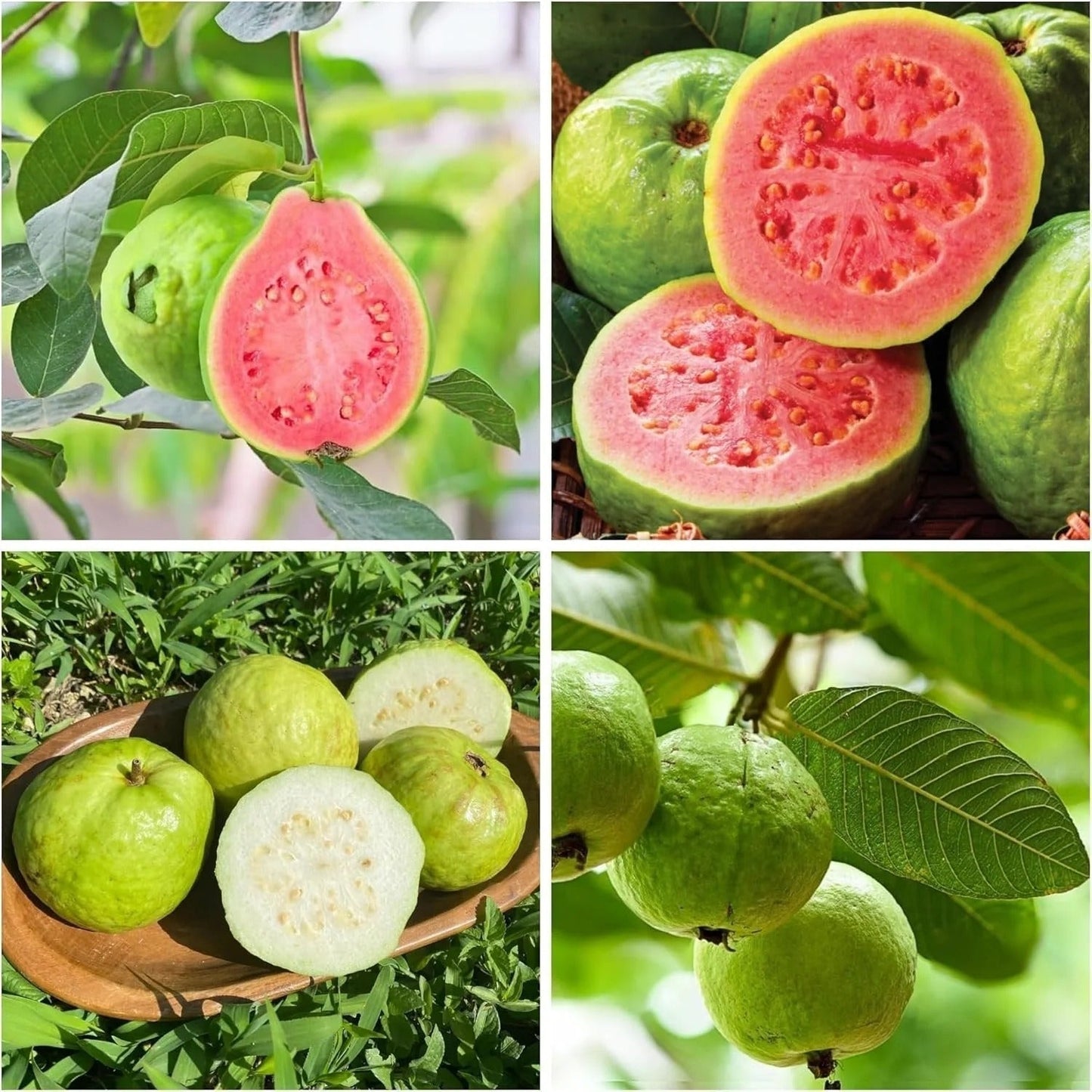🔥Tropical Guava Growing Kit for Pots & Gardens