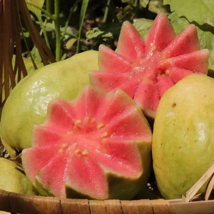 🔥Tropical Guava Growing Kit for Pots & Gardens