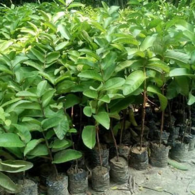 🔥Tropical Guava Growing Kit for Pots & Gardens