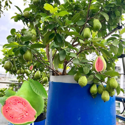 🔥Tropical Guava Growing Kit for Pots & Gardens